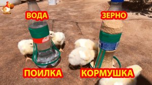 Поилка и кормушка для цыплят и утят просто вырезать 🪚🪛🔨