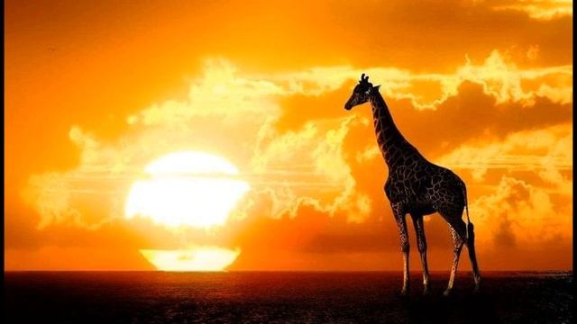 Н  Гумилёв  Жираф #стихиолюбви #поэтысеребряноговека