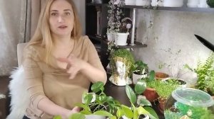 Сциндапсусы и Эпипремнумы - самые МОДНЫЕ растения в интерьере! Моя первая коллекция.