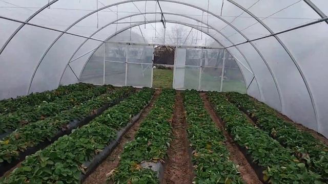 Выращивание клубники в теплице смотреть онлайн