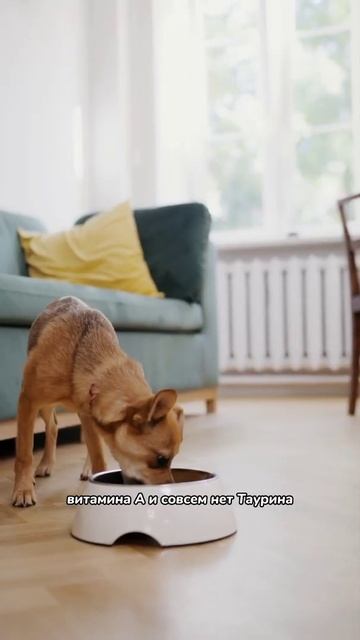 Почему кошке нельзя давать собачий корм смотреть онлайн