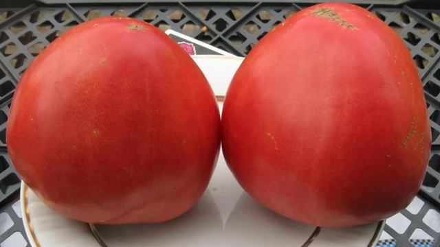 Томат сорта Лентяйка смотреть онлайн