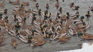 Можно ли кормить домашних и диких уток хлебом