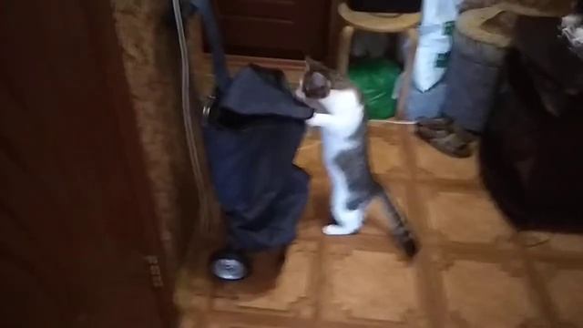 Г.Казань-Я Олег,Ма Света(Россия 1)Скаб-а-1 Д КоронаВир!-Кот Друж С Колес-и Тележк Игр-ь,Да ЗаПросто смотреть онлайн