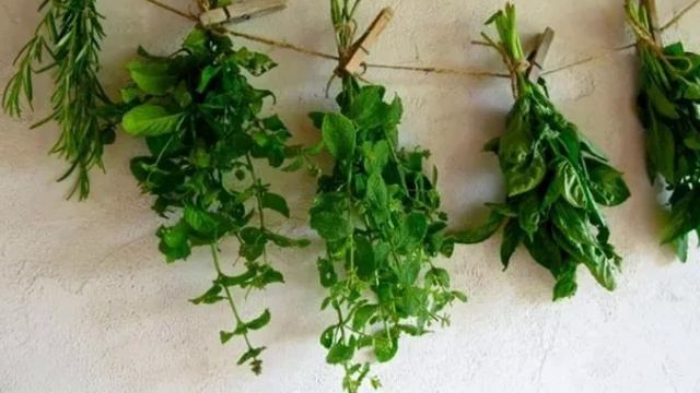 Сохранить мяту на зиму смотреть онлайн