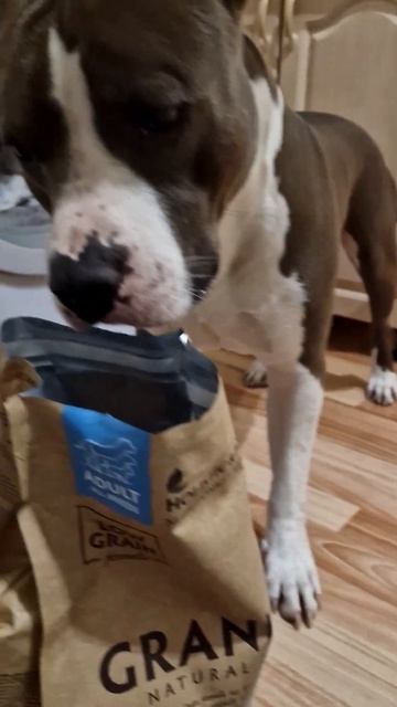 Амстафф Локи 2 года | Радость, Новый Мешок | Стаффорд | Amstaff Loki смотреть онлайн