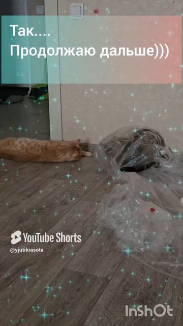 Жизнь в городе. #котик # весело # кот