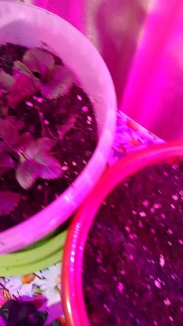 Мой маленький зимний огородик