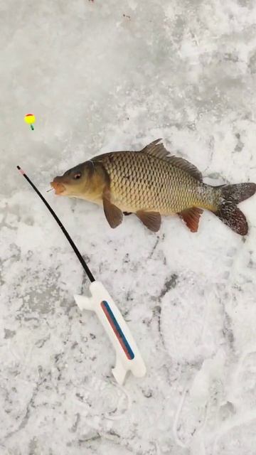 Зимой на мотыля клюёт карп смотреть онлайн