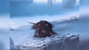 Мультики ★ Детям ★ Миллион в мешке.СССР (1956)