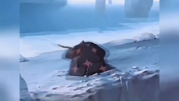 Мультики ★ Детям ★ Миллион в мешке.СССР (1956)