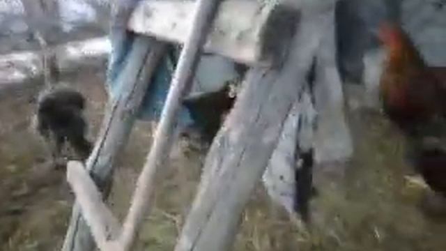 куры брама смотреть онлайн