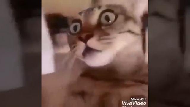 Кошка наелась таблеток смотреть онлайн