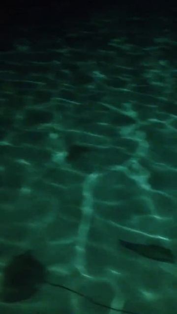 Океан! Остров! Мальдивы! Скаты! смотреть онлайн