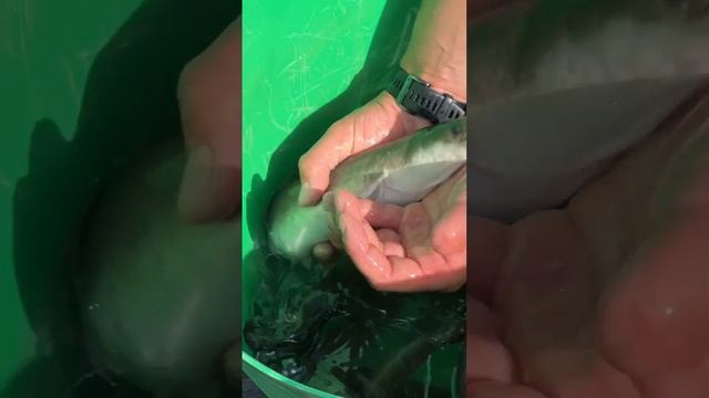 ЭКСКЛЮЗИВНЫЙ ЗАПУСК НА ПЛАТНОЙ РЫБАЛКЕ смотреть онлайн