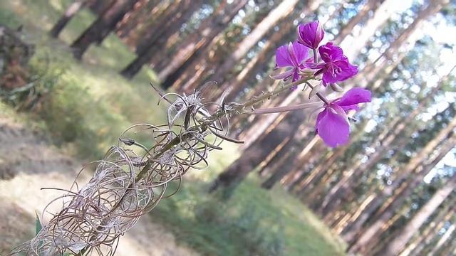 ДОБРОЕ УТРО иван чаёк смотреть онлайн