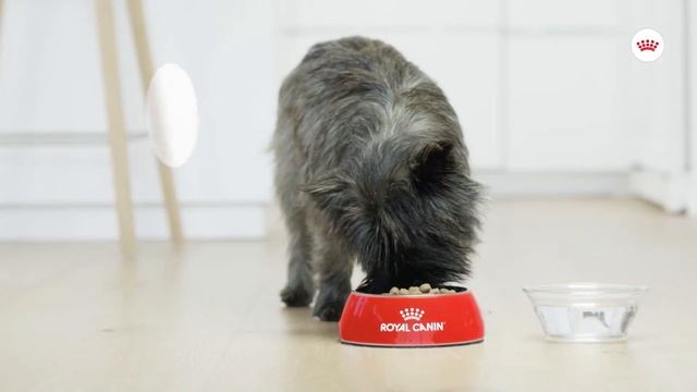 Royal Canin DENTAL CARE - krmivo starajúce sa zdravie ústnej dutiny | SK смотреть онлайн