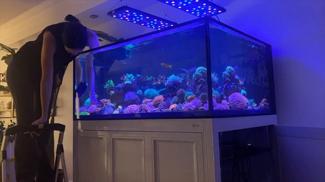 New Reef Tank Alert! | Zoo Med Low Boy Frag Tank - 50 Gal смотреть онлайн