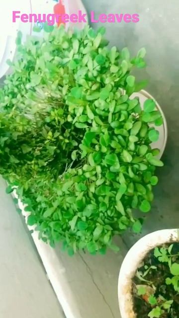 Fenugreek Leaves for Hair growth, health benefits of menthi aaku, #fenugreek #greenleaves смотреть онлайн