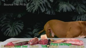 АСМР СОБАЧИЙ МУКБАНГ