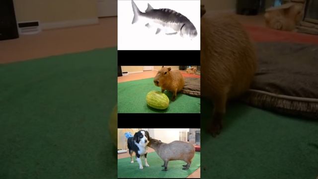 Клип про капибару смотреть онлайн