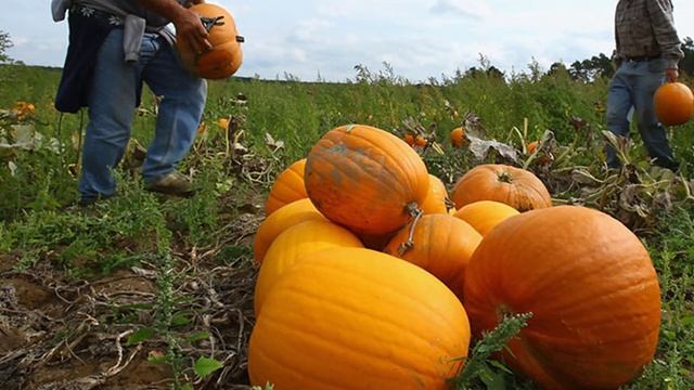 Когда убирать тыкву с огорода смотреть онлайн