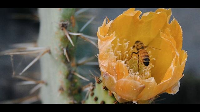 Todo sobre la Opuntia ficus-indica, Nopal o Chumbera смотреть онлайн