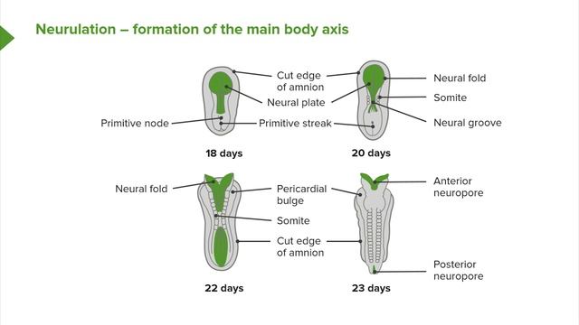 04. Week Two of Embryogenesis Gastrulation смотреть онлайн
