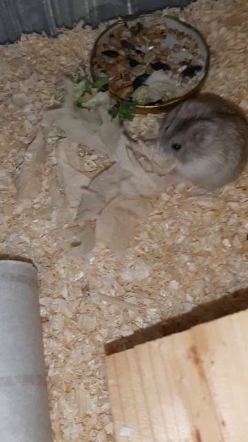 Вот так мы любим собирать салфетки и прыгать как зайчик##мои хомики## смотреть онлайн