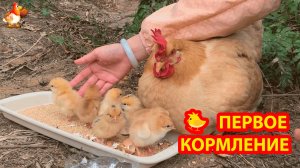 Первое кормление цыплят наседки 🐥🐥🐥