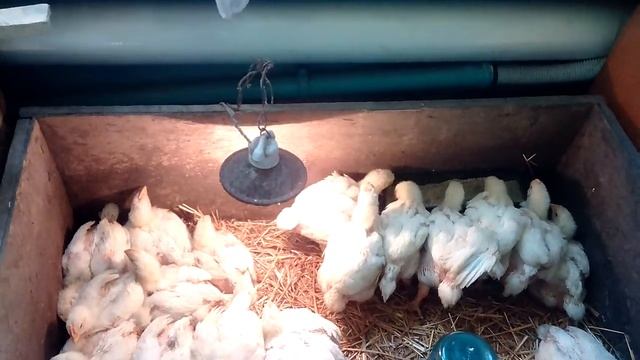 Выращивание бройлеров.День 20 смотреть онлайн