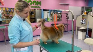 Демо-урок по стрижке шпица