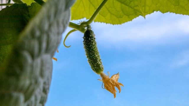 Creative Cooking Ideas