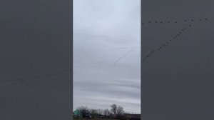 Камиль Бах