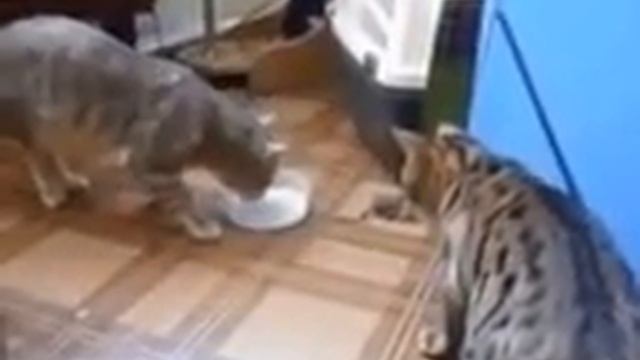 Коты делят миску)) смотреть онлайн