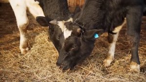 СТРОИМ ДОМ СВОЕЙ МЕЧТЫ В ДЕРЕВНЕ | ТАМ, ГДЕ РЕЗНОЙ ПАЛИСАД | ОТТЕПЕЛЬ | ПРИВЕЗЛИ БОРЬКУ | ЕДА В ПЕЧИ