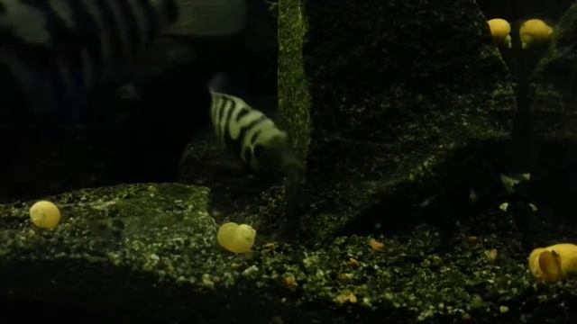 Чернополосые цихлазомы с личинками. Amatitlania nigrofasciata pair with fry. (07.04.2015) смотреть онлайн