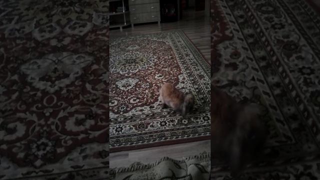 Бешеный кролик смотреть онлайн