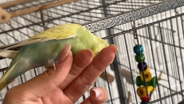 Ручной волнистый попугайчик смотреть онлайн