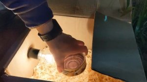 Самодельный инкубатор из коробки. Деревенские будни