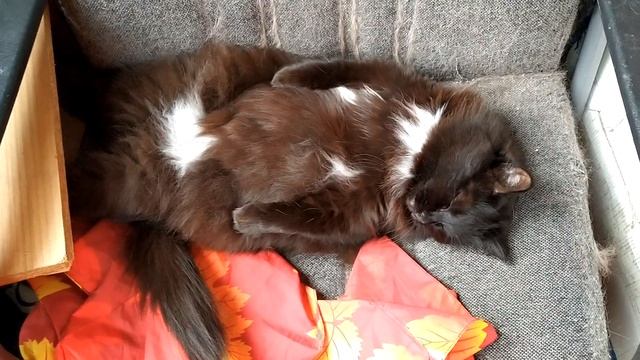 Погода котов не обманывает смотреть онлайн