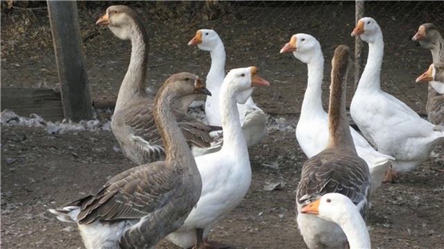 Холмогорские гуси смотреть онлайн