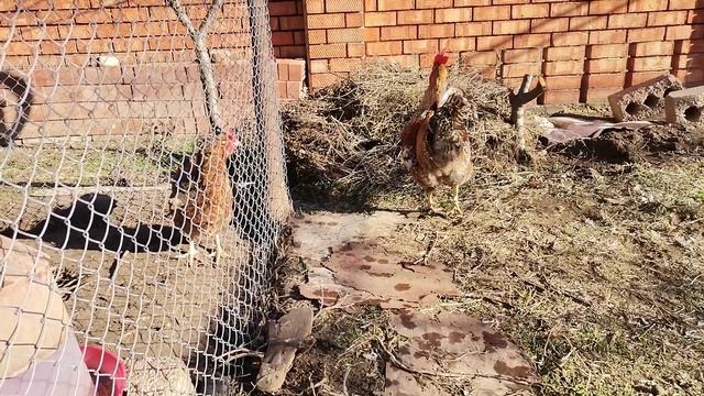 Билефельдер 2025