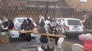 Ярмарка голубей Шахты 03.03.24. Голуби из Азова, Батайска, Таганрога, Новошахтинска на ярмарке.