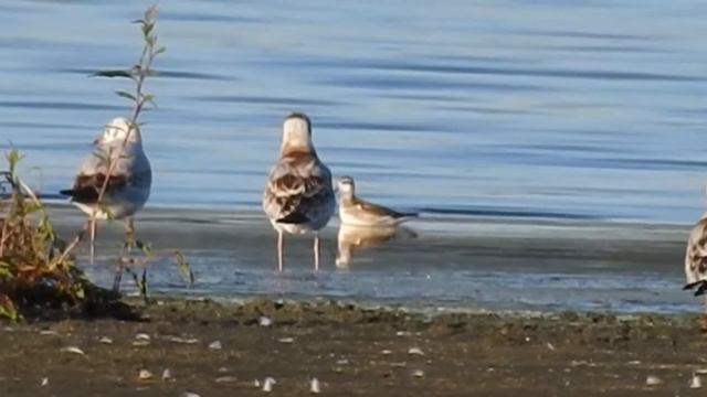 lyskonoh úzkozobý (Phalaropus lobatus) смотреть онлайн