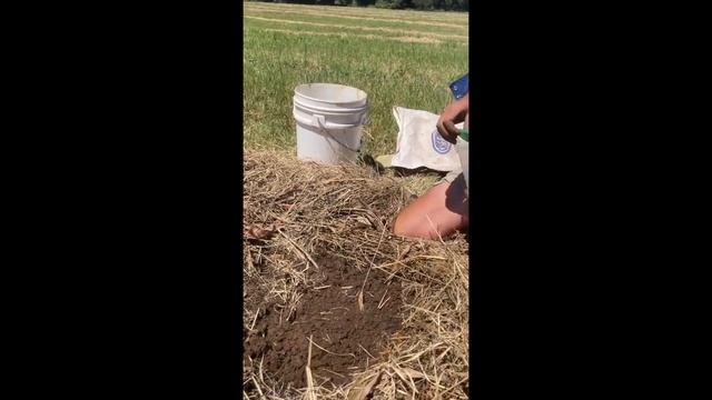 8 mth Syntropic Farming experiment - using grass for biomass смотреть онлайн