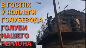🕊🕊🕊 В гостях у коллеги-голубевода. Голуби нашего региона. Николаевские голуби.