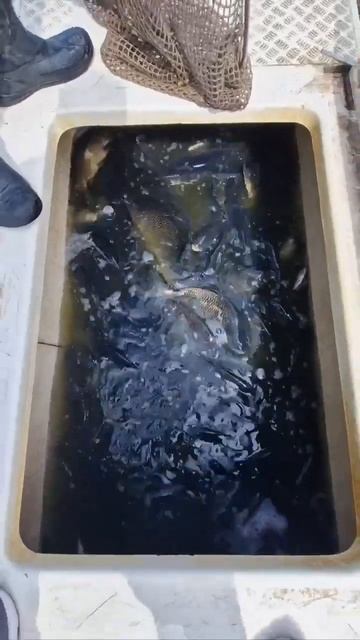 Зарыбление карпом! Новости с водоема смотреть онлайн