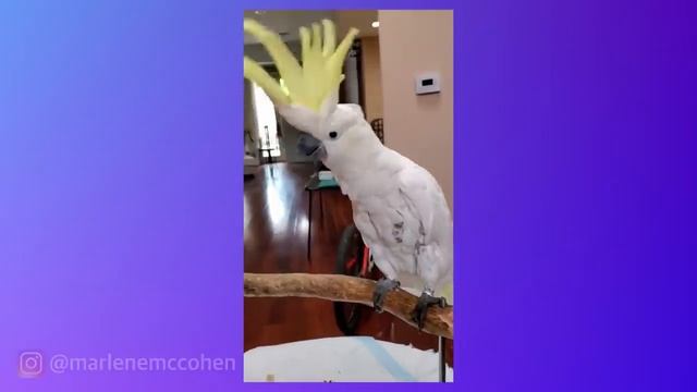 OMG SO CUTE! Funny Parrot Compilation MARLENE MC'COHEN смотреть онлайн