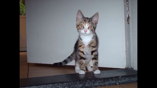 "Old MacDonald" (tin whistle version) - played on Clarke Sweetone Tinwhistle D-major смотреть онлайн